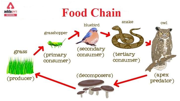 what-is-the-definition-of-a-food-chain-a-food-web-and-a-food-pyramid