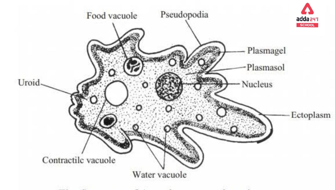 Amoeba: Cell, Diagram, Classification, Nutrition,_60.1