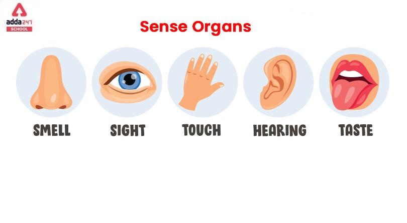 Five Sense Organs Name, Meaning and Their Functions