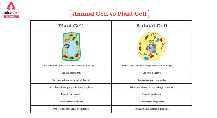 Difference Between Plant cell and Animal cell with Diagram_30.1