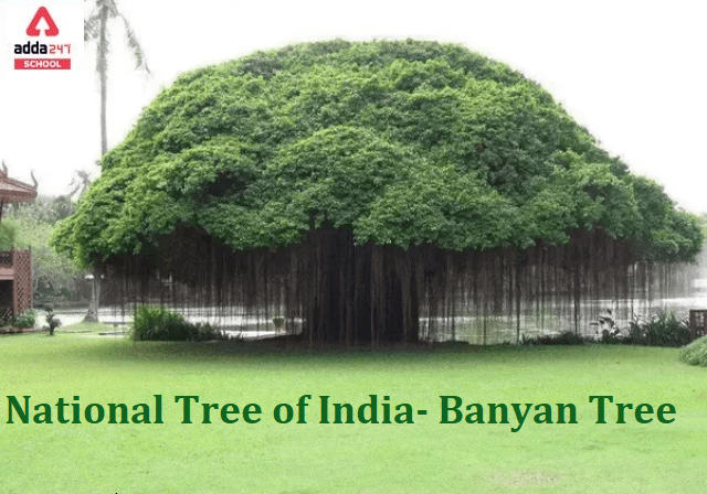 National Tree of India Name is Banyan Tree in English & Hindi_30.1
