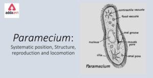 Paramecium Diagram, kingdom, Classification, Structure
