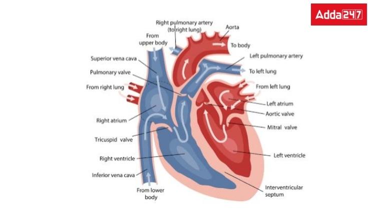 Human Heart Diagram, with labelling and Function