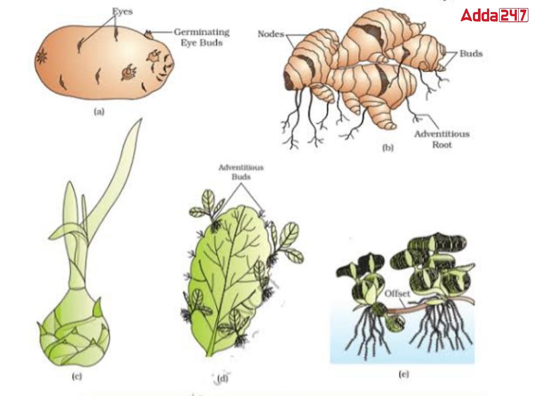 vegetative-propagation-examples-meaning-define-advantage