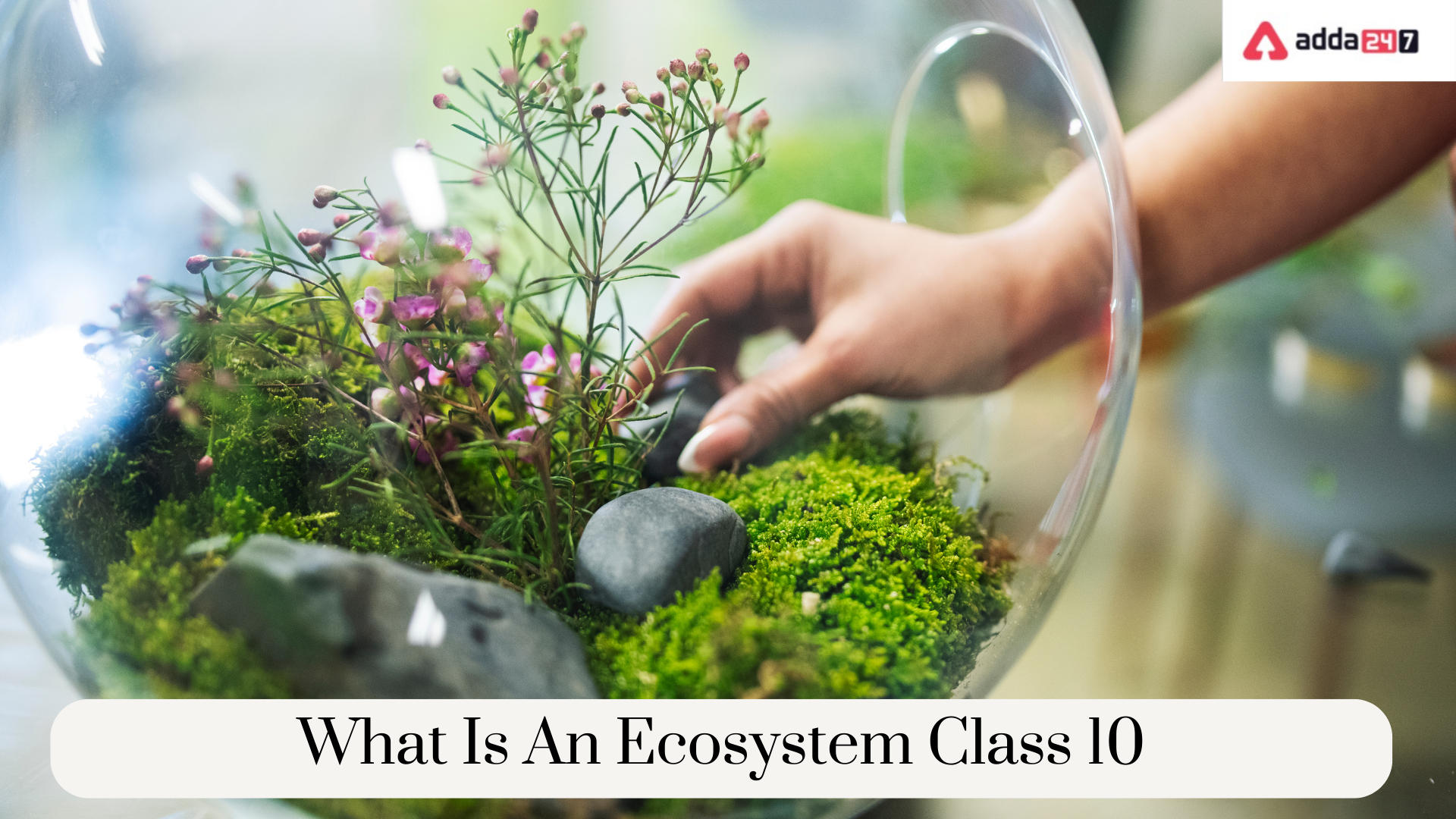 What Is An Ecosystem Class 7 Question Answer