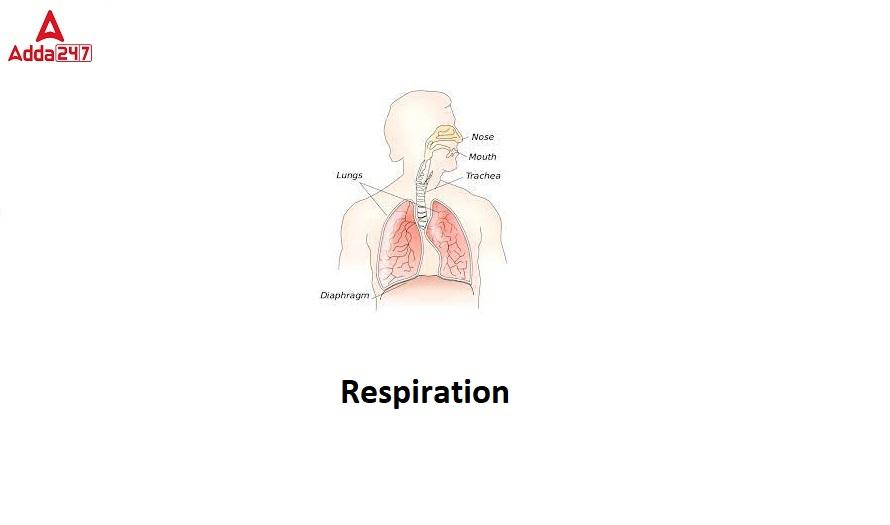 Respiration- In Plants and Human Beings, Equation Class 10_30.1