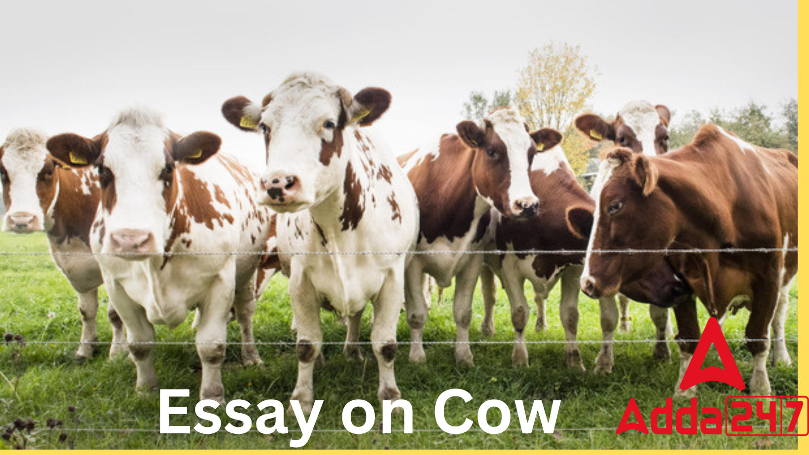 The Cow Essay 10 Lines in English and Hindi for Class 1_30.1