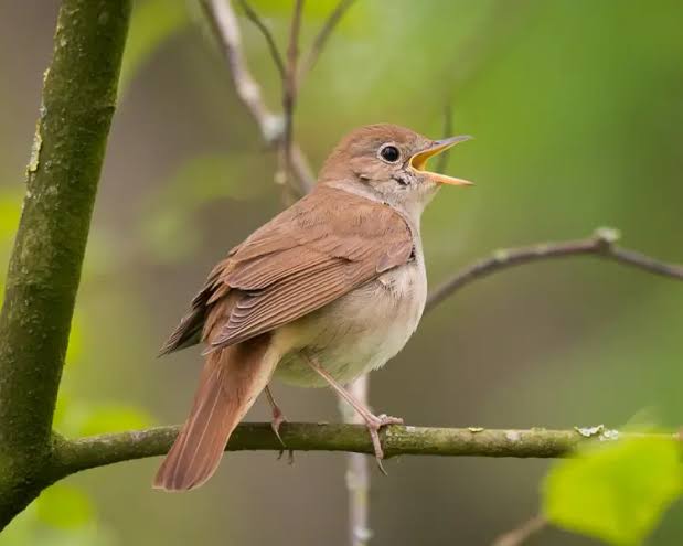 Birds Names - Explore List of 100 Names in English