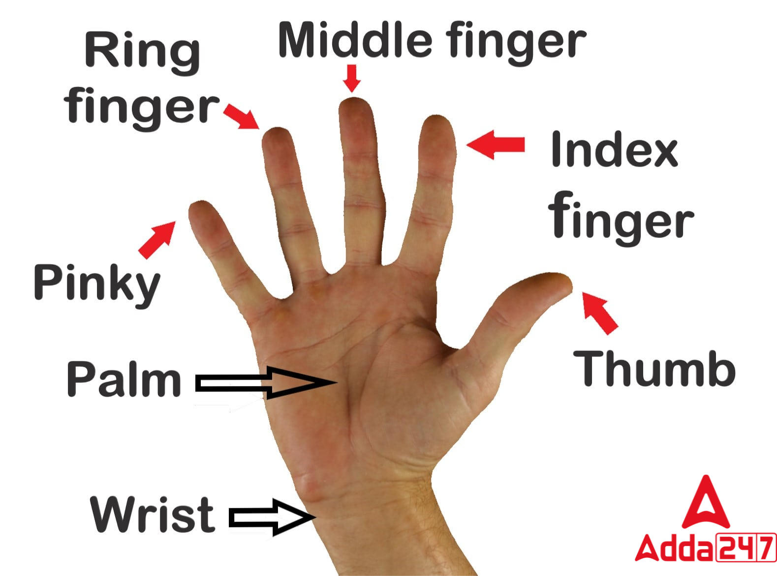 Fingers Names in English- Check Hand Five fingers Name_40.1