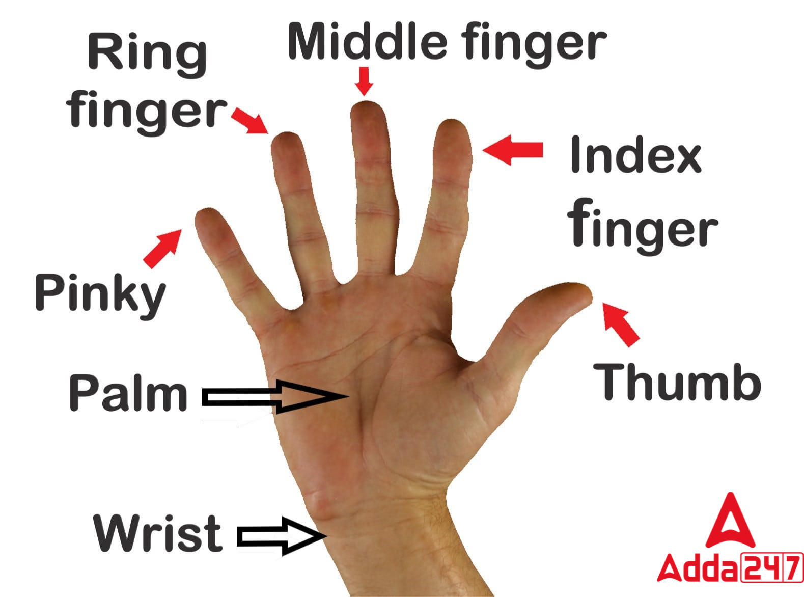 Fingers Names in English- Check Hand Five fingers Name