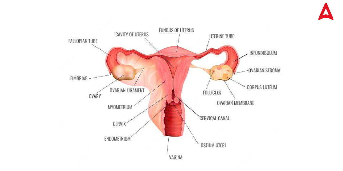 Female Reproductive System Diagram, Parts and Functions For Class 10 &12_60.1