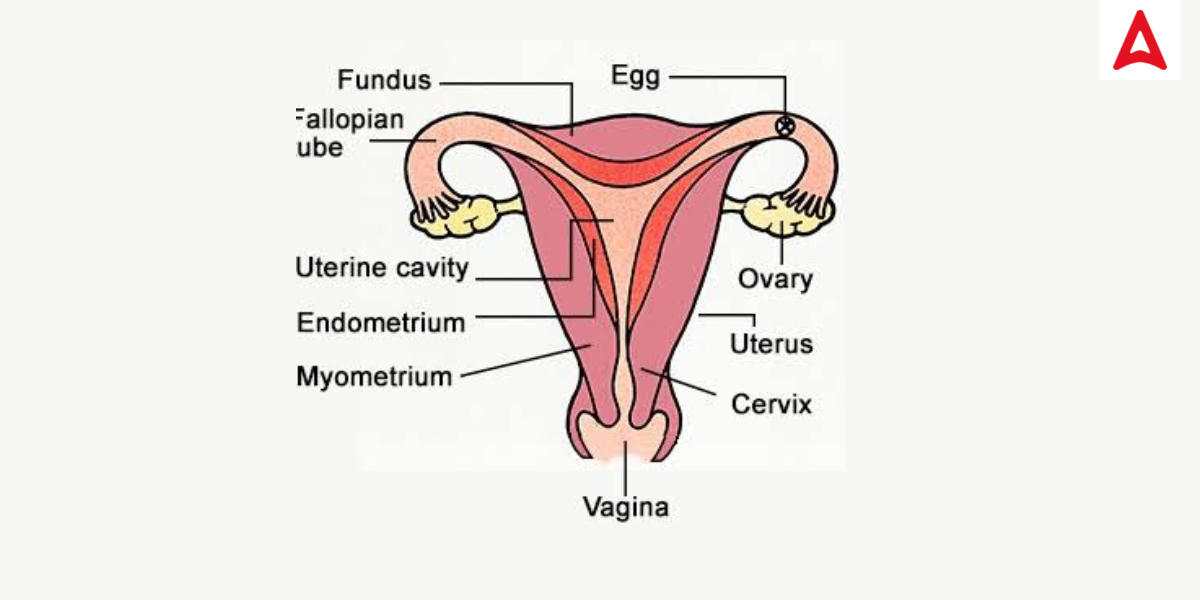 Female Reproductive System Diagram, Parts and Functions For Class 10 &12_40.1