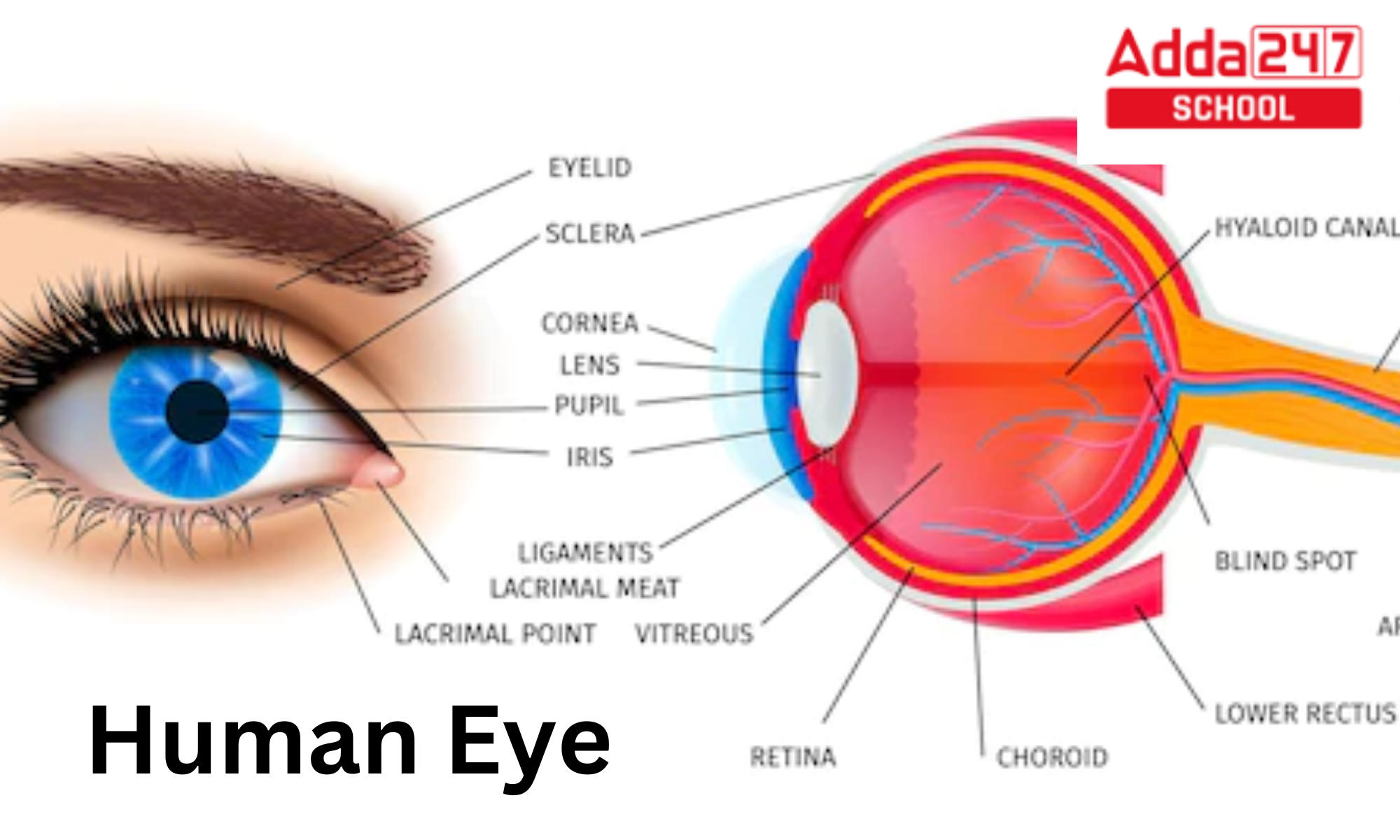 Structure and Functions of Human Eye with labelled Diagram