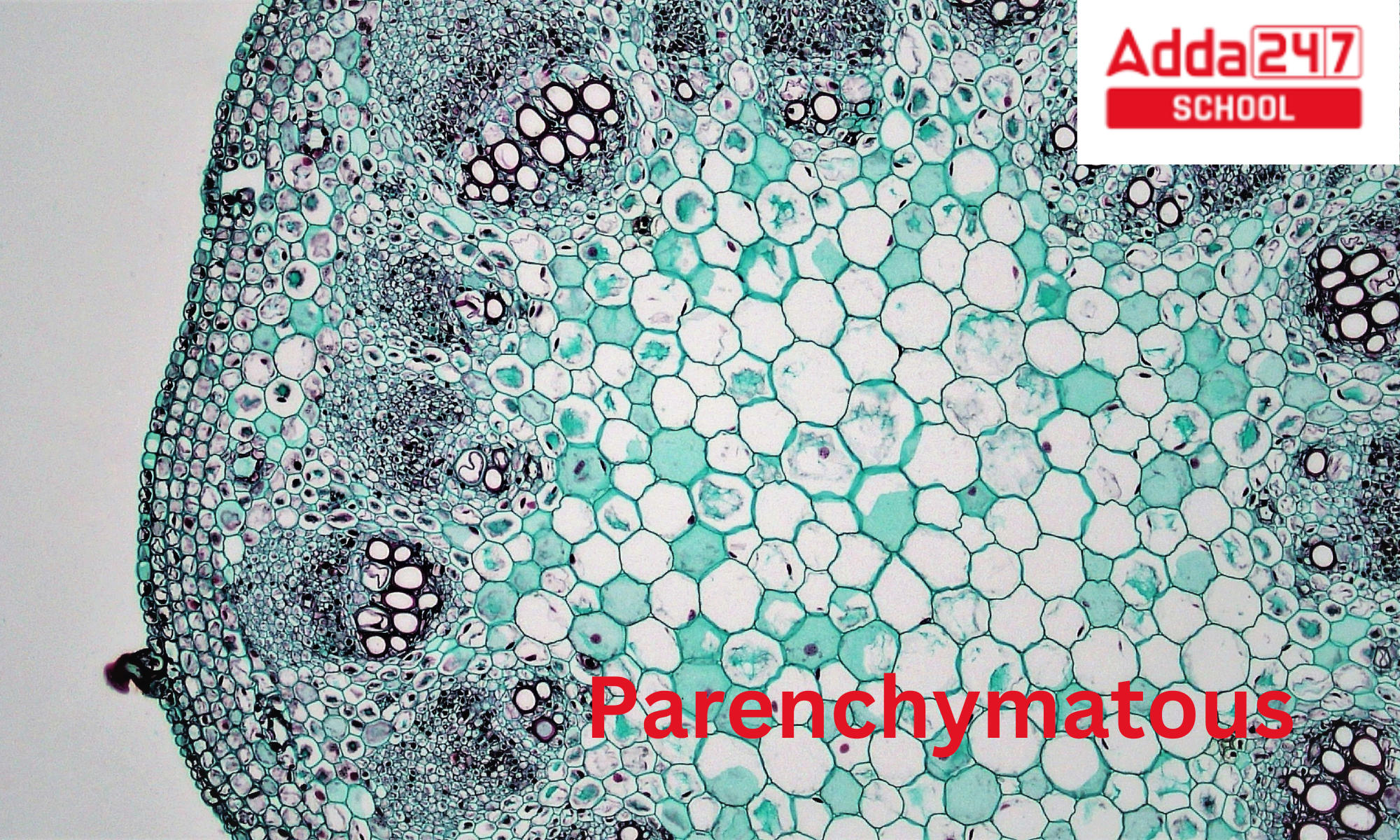 parenchyma-cells-tissue-meaning-function-and-diagram