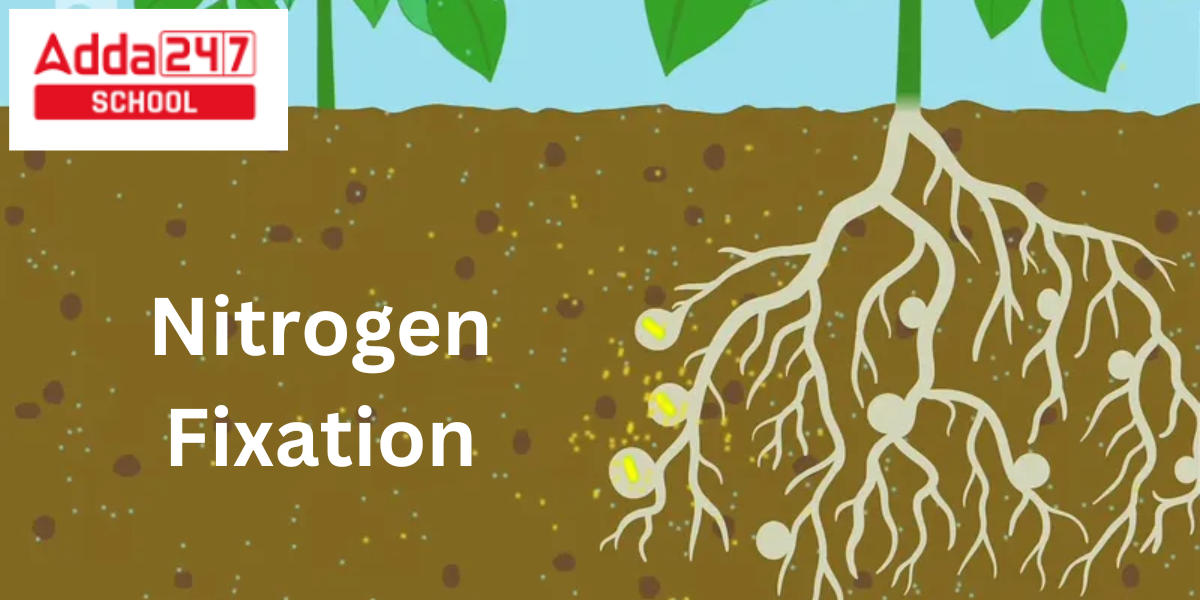 Nitrogen Fixation Definition, Bacteria, Example, Cycle and Diagram_30.1