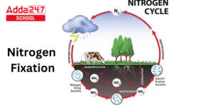 Nitrogen Fixation Definition, Bacteria, Example, Cycle and Diagram_40.1