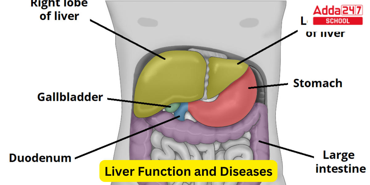 Liver Function and Diseases, Know all about Liver_30.1