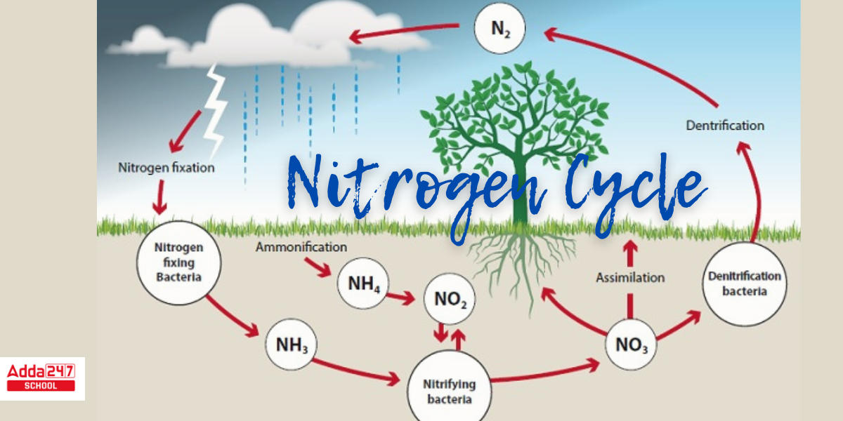 How To Draw Nitrogen Cycle || Drawing Nitrogen Cycle Step By Step - YouTube