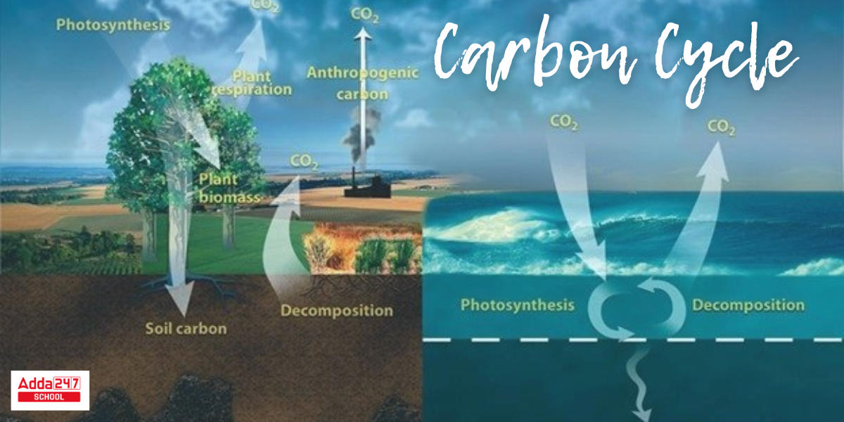 Carbon Cycle, Diagram, Steps, Definition in Biology