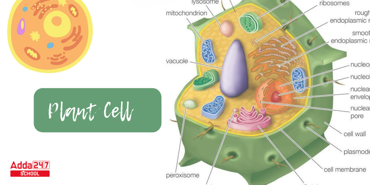 plant cell labeled