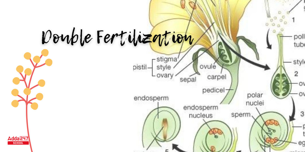 fertilization in plants diagram