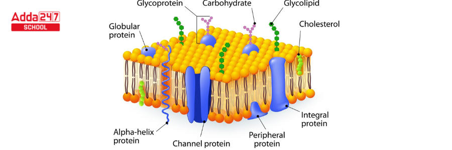 Fluid Mosaic Model Of Plasma Membrane With Diagram