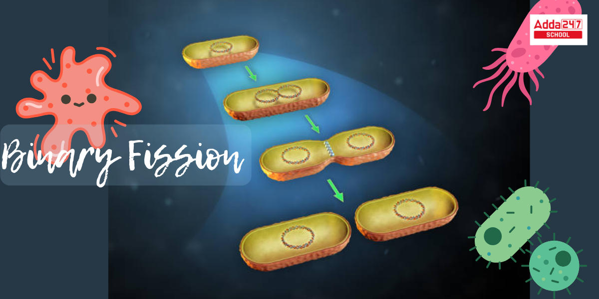 Binary Fission- Definition, Examples, Types, Steps