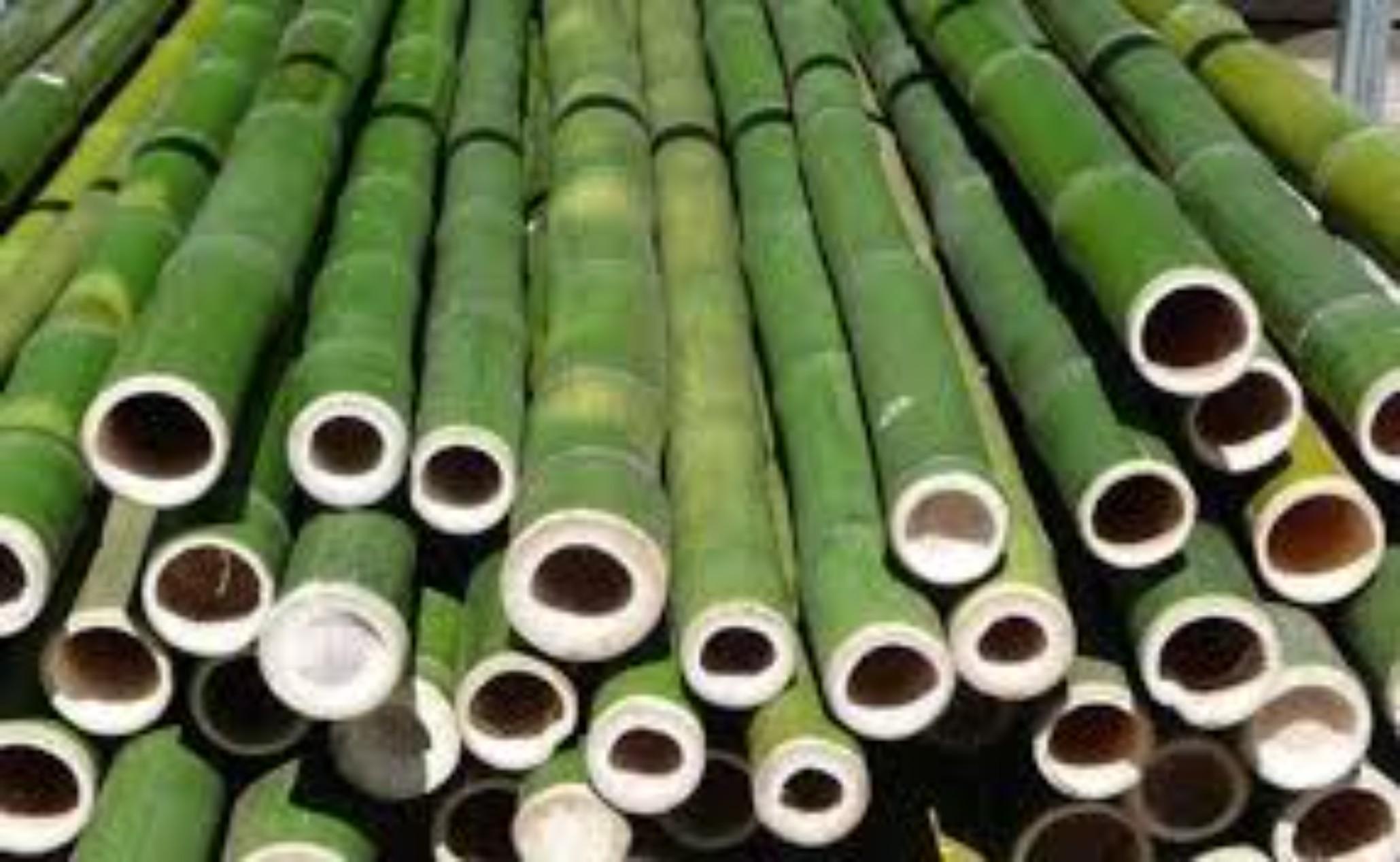 Project BOLD and Importance of Bamboo in India_30.1