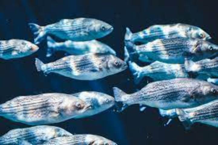 Fishery Subsidy And The Issues Arising From It_30.1