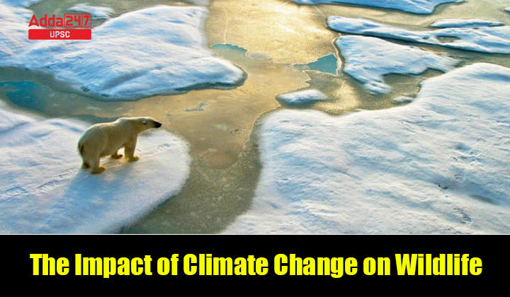 climate change effects on animals essay