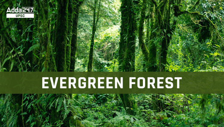Tropical Evergreen Forest, Maps, Types and Trees