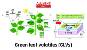 Green leaf volatiles