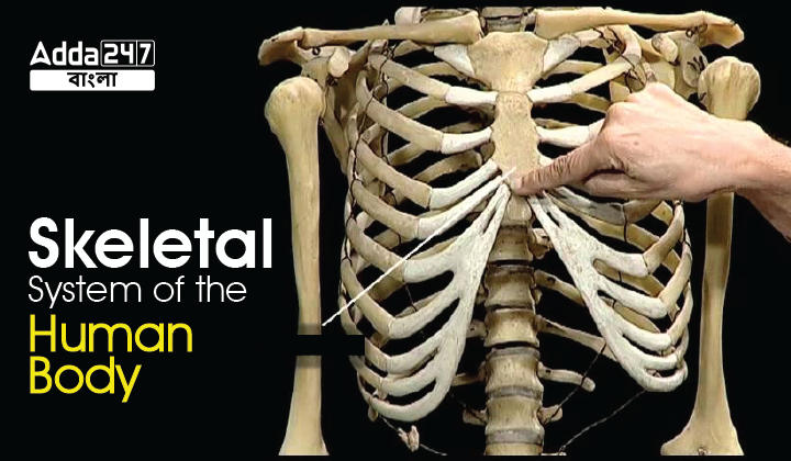 Skeletal System Of The Human Body, Structure And Functions_30.1