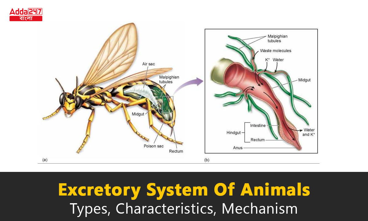 Excretory System Of Animals, Types, Characteristics, Mechanism_30.1