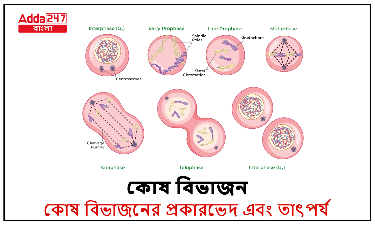 কোষ বিভাজন, কোষ বিভাজনের প্রকারভেদ এবং তাৎপর্য_30.1