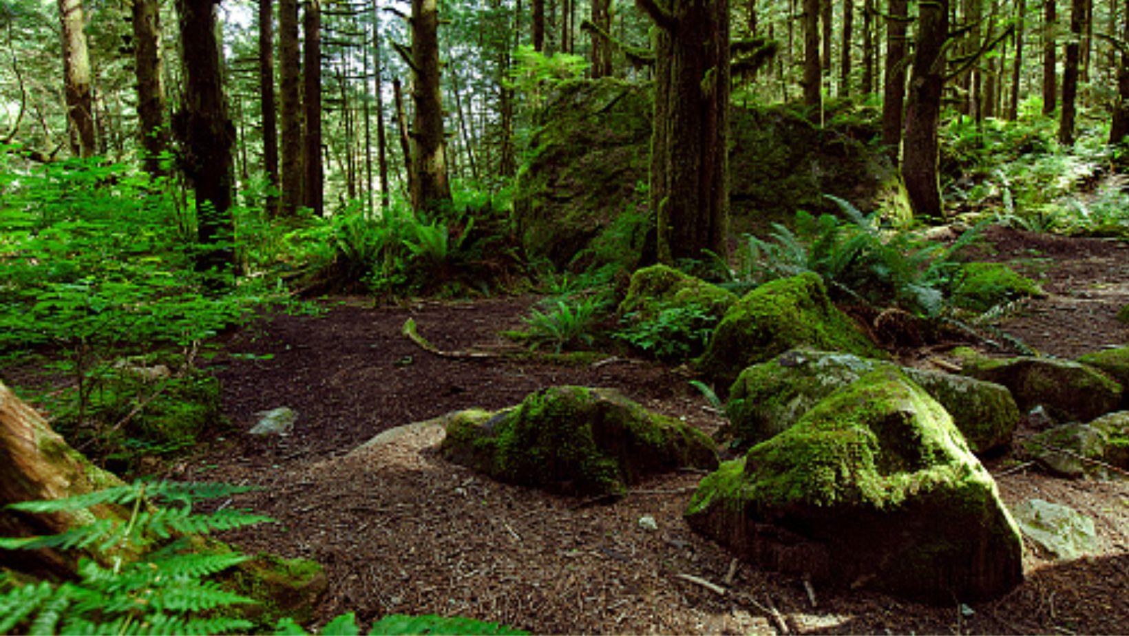 Types of Soils in India, Characteristics and Classifications_100.1