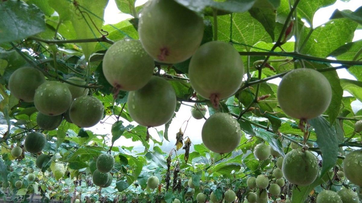India's first monk fruit cultivation exercise begins in HP's Kullu | భారతదేశపు మొట్టమొదటి మాంక్ పండ్ల పెంపకం HP యొక్క కులులో ప్రారంభం కానుంది _30.1