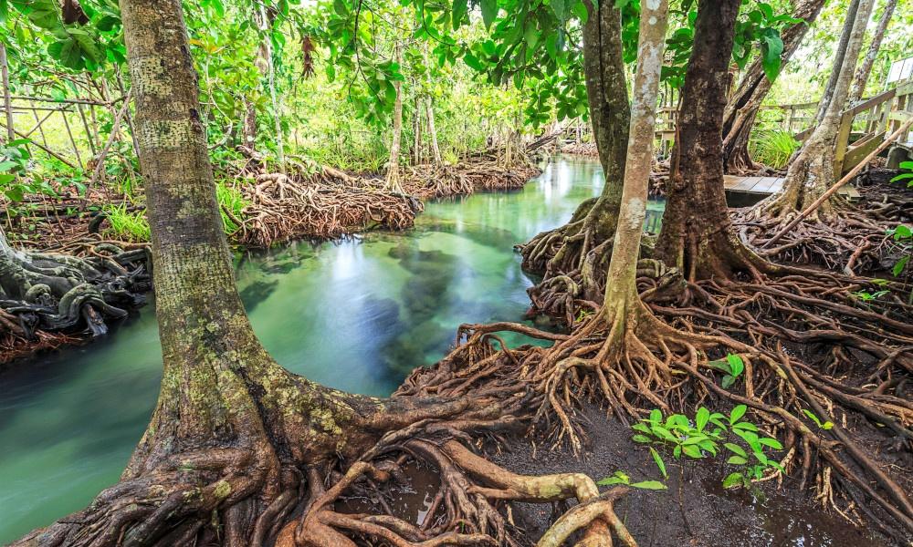 International Day for the Conservation of the Mangrove Ecosystem | మడ అడవుల పర్యావరణ వ్యవస్థ పరిరక్షణకు అంతర్జాతీయ దినోత్సవం_30.1