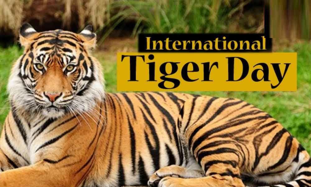 International Tiger Day: 29 July | అంతర్జాతీయ పులుల దినోత్సవం: 29 జూలై_30.1