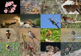 Biodiversity Hotspots in India 2023 in Telugu, Download PDF_100.1