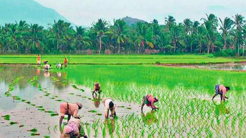 Latest report of Telangana Agriculture Department,యాసంగిలో వంద శాతం సాగు, తెలంగాణ వ్యవసాయ శాఖ తాజా నివేదిక_30.1