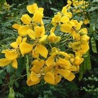 Telangana Flora and Fauna in Telugu, Telangana State GK Study Notes_70.1