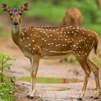 Telangana Flora and Fauna in Telugu, Telangana State GK Study Notes_50.1
