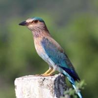 Telangana Flora and Fauna in Telugu, Telangana State GK Study Notes_40.1