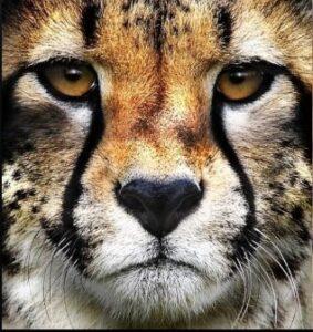 Project Cheetah_50.1
