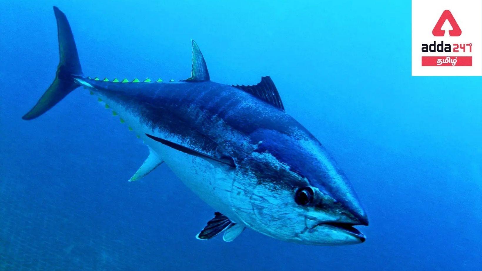 World Tuna Day 2022 Observed on 2 May_30.1