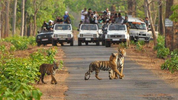 महाराष्ट्रातील वने व वनांचे प्रकार, राष्ट्रीय उद्याने आणि अभयारण्ये, ZP भरती 2023 साठी अभ्यास साहित्य_90.1