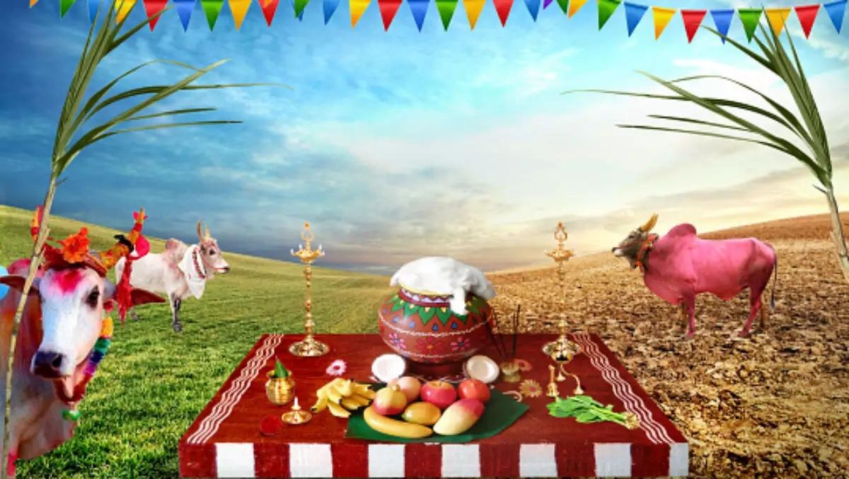 Which is the Harvest Festival of Tamil Nadu?_30.1