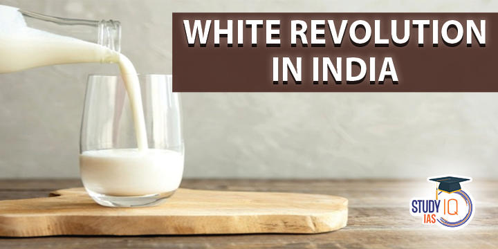 White Revolution in India