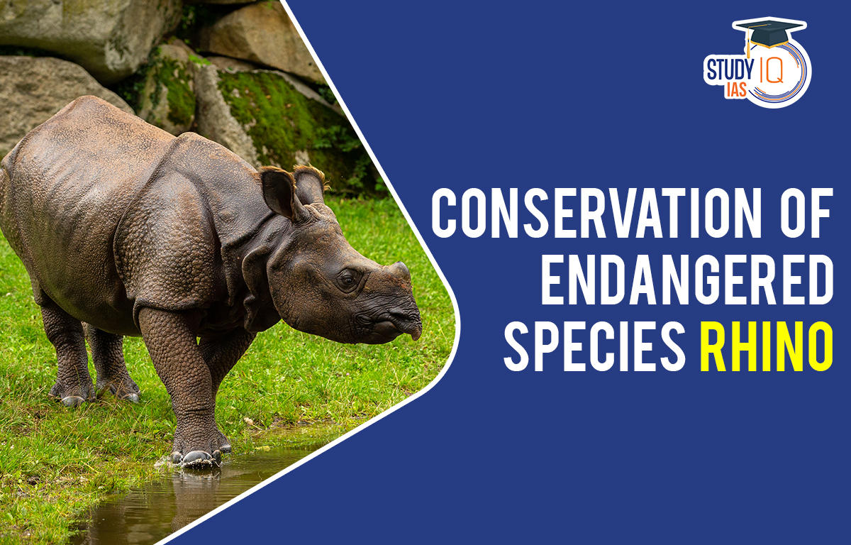 Conservation of endangered species Rhino